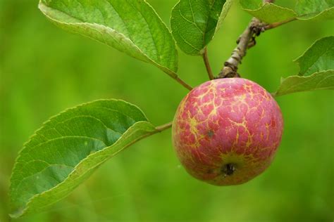 Gambar Alam Cabang Menanam Buah Berry Daun Bunga Matang