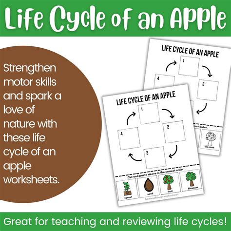 Life Cycle Of An Apple Worksheet