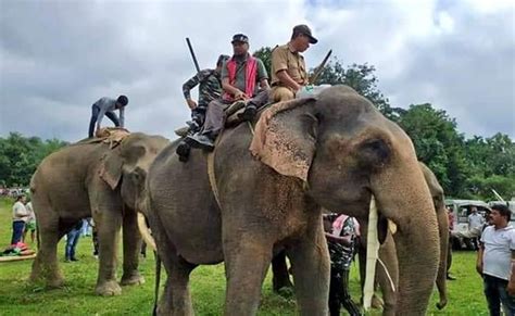 How Assam Mla Helped Capture Laden A Rogue Elephant That Killed 5