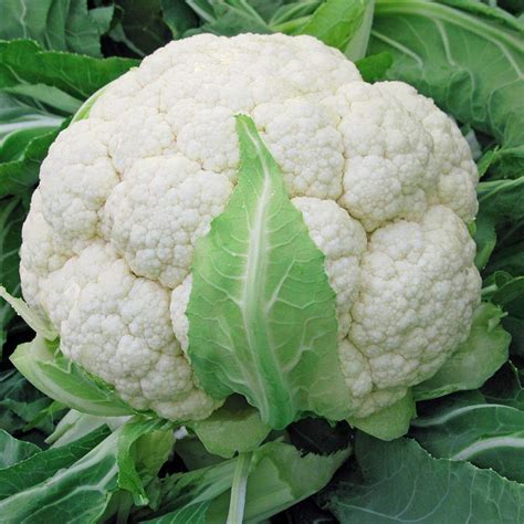 Jual Benih Cauliflower Isi Bibit Kembang Kol F Biji Sayur