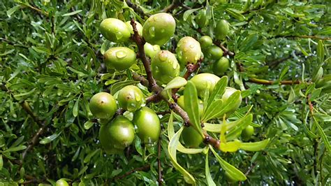 What is Argan Oil or Moroccan Argan Oil? – Sharing Beauty & Generosity ...