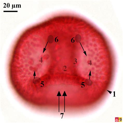 Gastrula Slide