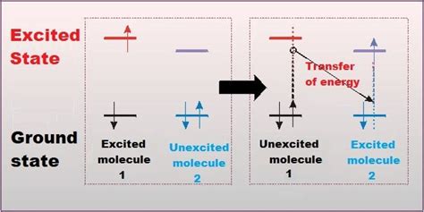 De Excitation Pathways The Interaction Of Light With Biological