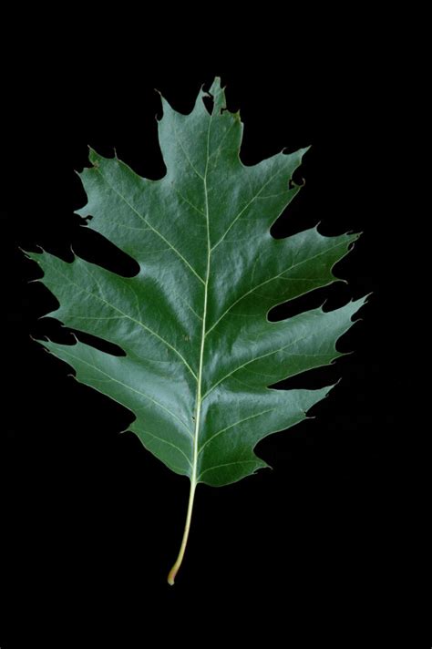 Quercus Rubra Wychwood Tasmania