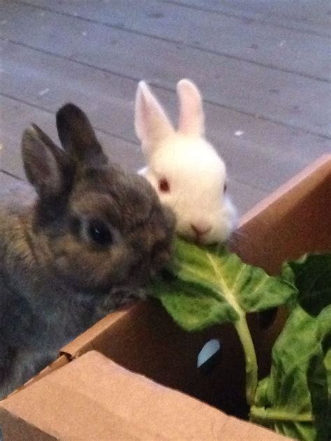 Stinky And Lou Lou My Opal And Rew Netherland Dwarf Rabbits 💕 Dwarf