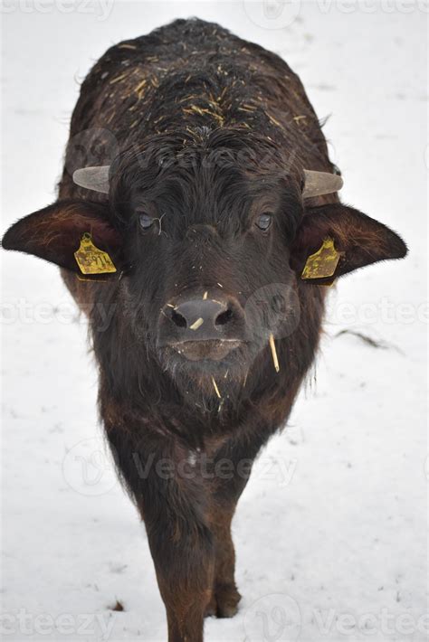 buffalo calf in snow 20828129 Stock Photo at Vecteezy