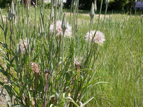 Western Salsify Tragopogon Dubius