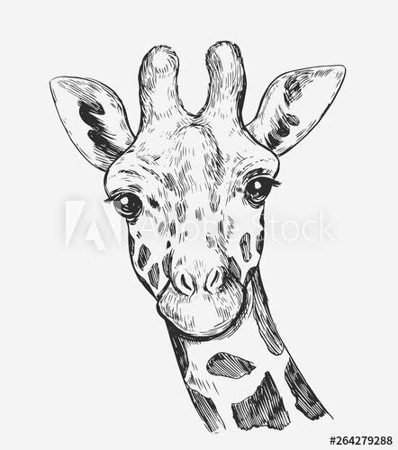 Giraffe Sketch Hand Drawn Illustration Converted To Vector Giraffe