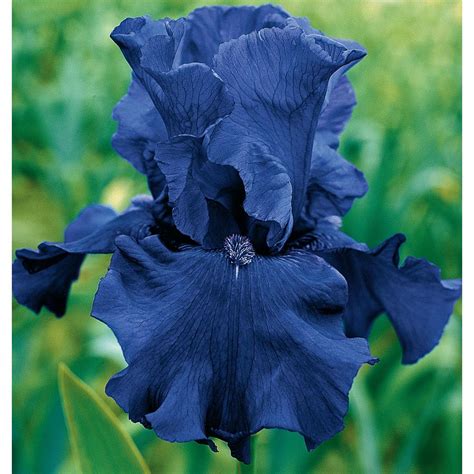 Breck S Blueberry Bliss Bearded Iris Vibrant Blue Flowers Live Bareroot