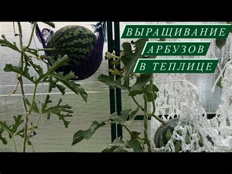 Арбуз 🍉 сорт СРД-2 Выращивание в теплице на Урале. Скороспелый и ...