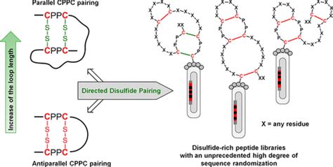 Directed Disulfide Pairing And Folding Of Peptides For The De Novo