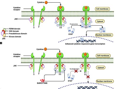 A Jak Stat Signaling Pathway Cytokine Binding To Its Receptor