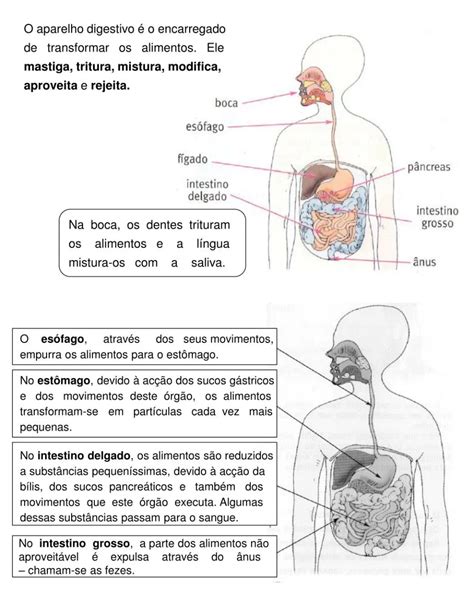 Sistema Digestivo Humano Ano Image To U