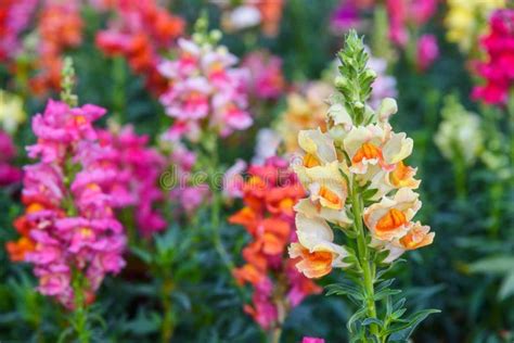 Beautiful Antirrhinum Majus Dragon Flower Is Blooming In The Garden