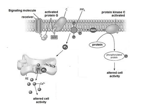 Solved Signal Transduction The Figure Below Refers To Chegg