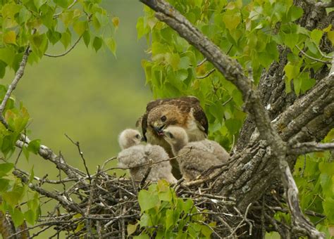 Lifecycle of a Red-tailed Hawk nest - Iowa Natural Heritage Foundation