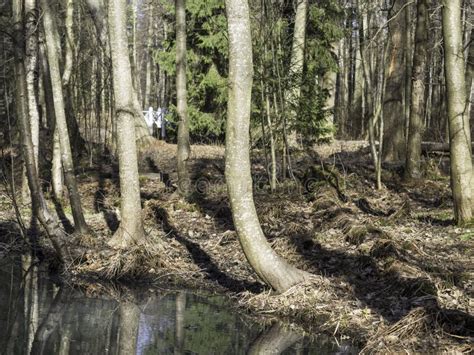 Naked Trees On A Bond Bank In Early Spring Stock Photo Image Of Selective Marsh 238045758