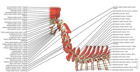 Canine myology: normal anatomy | vet-Anatomy