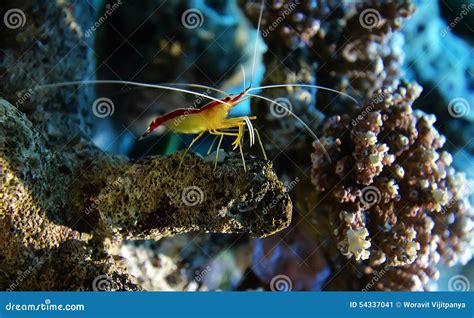 Cleaner Shrimp Stock Photo - Image: 54337041