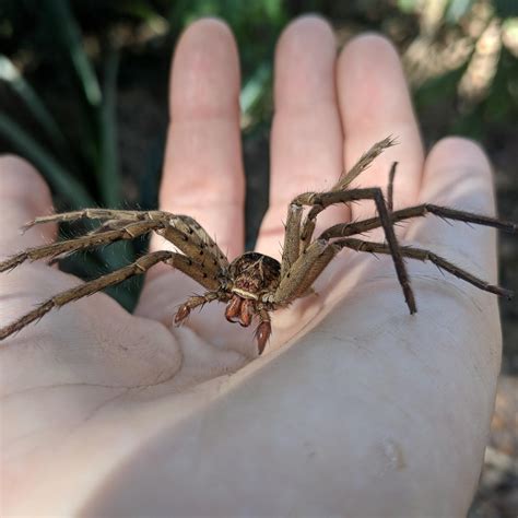 Found This Beautiful Exoskeleton In Sw Florida Rspiders