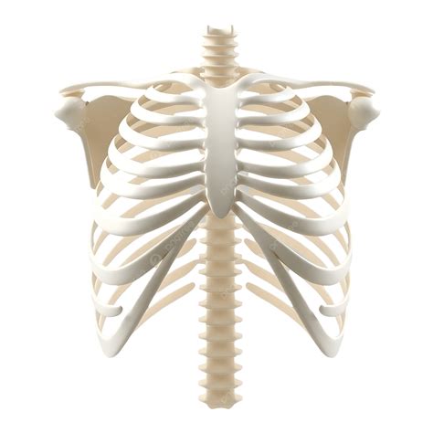3d Human Rib Cage Model For Science Education, Rib Cage, Human, Science