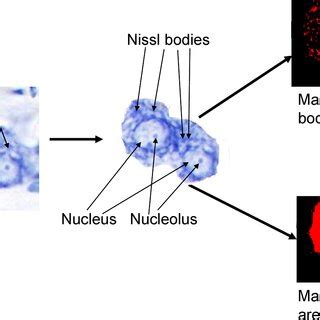 The method to quantitatively measure the percentage of Nissl bodies in ...