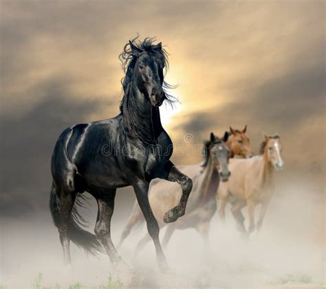 Black stallion stock photo. Image of forward, hoofed - 41373278