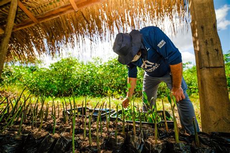 Projeto refloresta manguezais amazônicos impacto positivo para 42