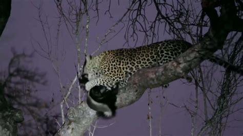 Honey Badger Attempts to Evade Leopard