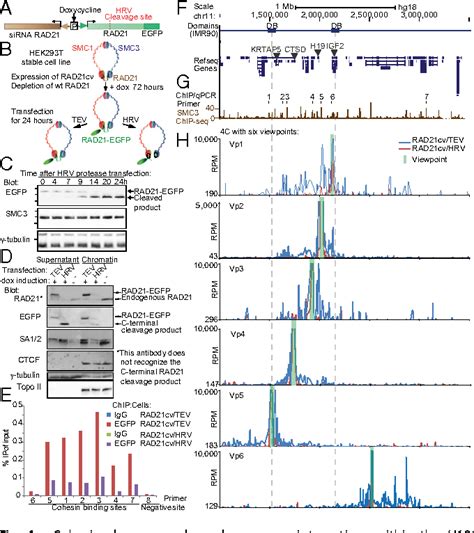 Figure From Cohesin And Ctcf Differentially Affect Chromatin