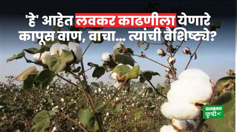 Cotton Variety हे आहेत लवकर काढणीला येणारे कापूस वाण वाचा त्यांची