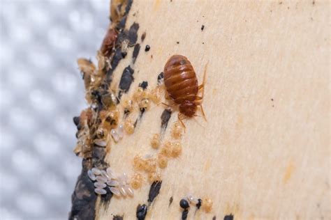 Where Do Bed Bugs Hide Pest Control Guelph