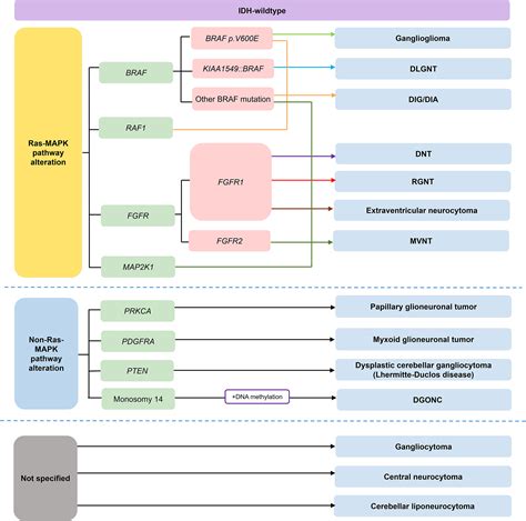 The Who Classification For Gliomas And Implications On Imaging