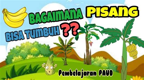 Bagaimana Pisang Bisa Tumbuh Pembelajaran PAUD Tema Tanaman Sub