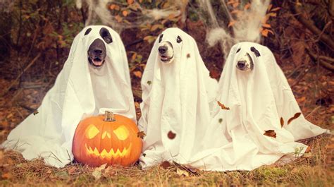 Halloween And Animals Wallpapers Wallpaper Cave