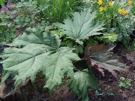 Ревень дланевидный - Ревень - Травянистые растения для открытого грунта ...