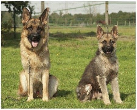 Miniature German Shepherd Puppies - Pets Lovers