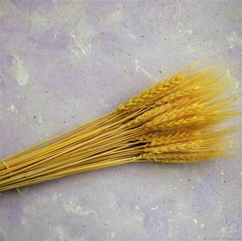 Колосья пшеницы сухоцвет светло-желтые купить в интернет-магазине ...