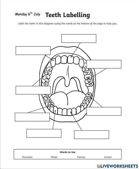 Teeth Labelling Diagram Worksheet