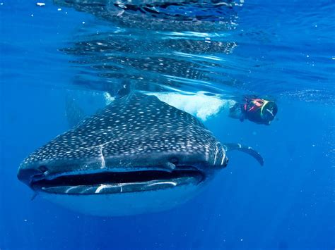 Swim With Whale Sharks Cancun 2023 Alles Wat U Moet Weten Voordat Je Gaat Tripadvisor