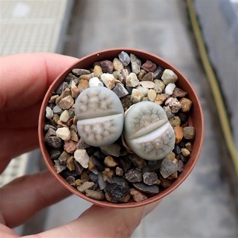 Lithops Julii Ssp Fulleri V Rouxii C 324 55km W Warmbad N Uhlig