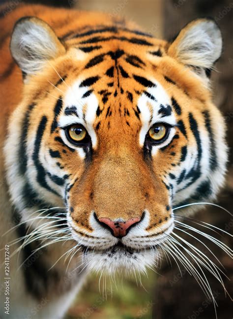 Beautiful Close Up Portrait Of A Siberian Tiger Panthera Tigris Tigris