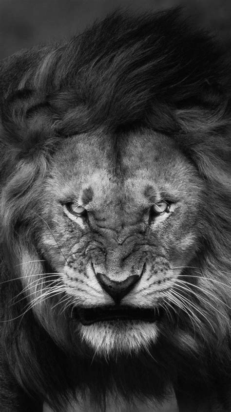 Lion Iphone Wallpapers Top Free Lion Iphone Backgrounds