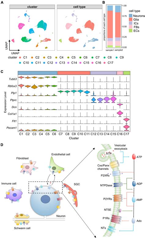 Frontiers Single Cell RNA Sequencing Reveals Distinct Transcriptional