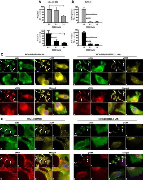 E Inhibited Tnbc Cell Migration Invasion And Morphological