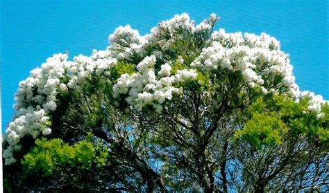 Melaleuca alternifolia (AN) - ABCeeds