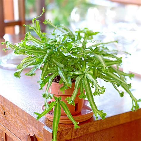 9 Indoor Ferns That Will Make Your Home A Tropical Paradise