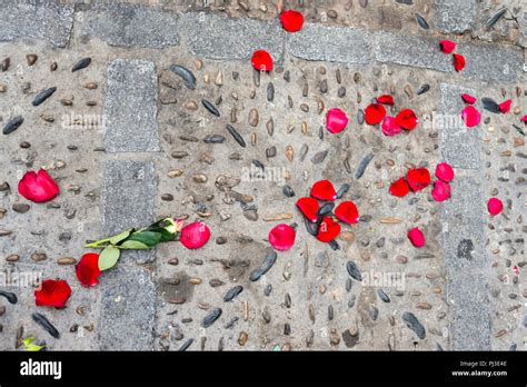 Rose Lying On The Floor Hi Res Stock Photography And Images Alamy