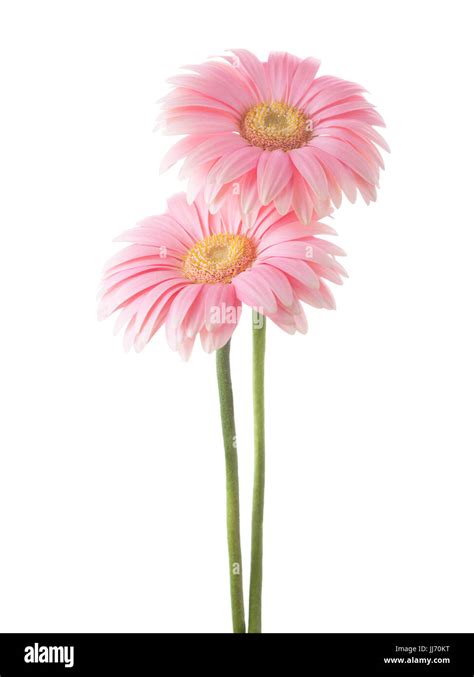 Two Light Pink Gerbera Flowers Isolated On White Background Stock Photo