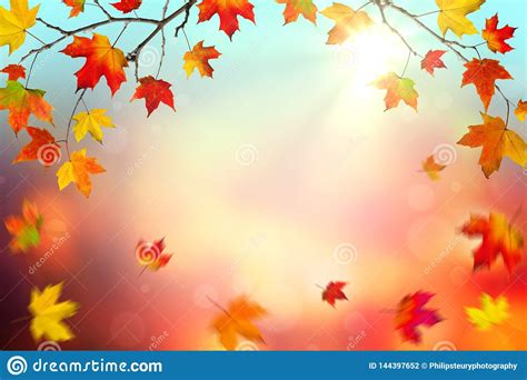 Fallende Bl Tter Im Herbst Stockfoto Bild Von Pflanzen